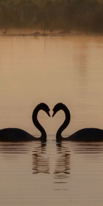 two swans, lake Wallpaper 720x1440