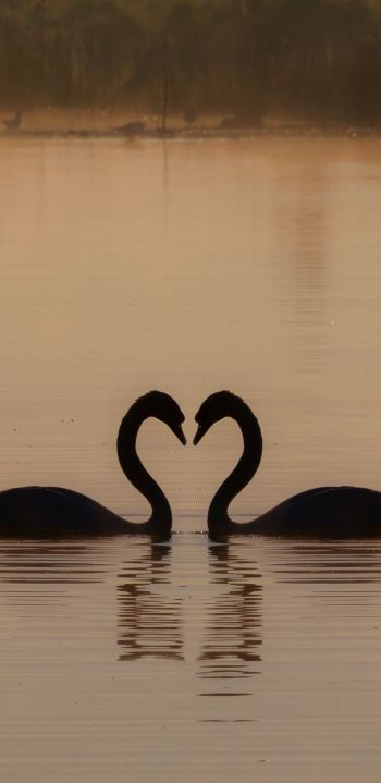 two swans, lake Wallpaper 1080x2220