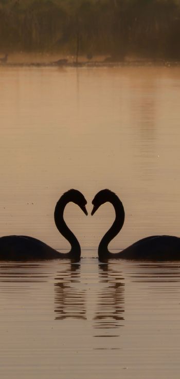 two swans, lake Wallpaper 1440x3040