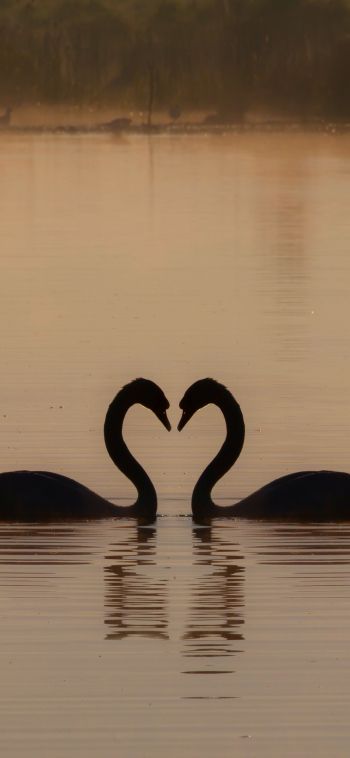 two swans, lake Wallpaper 1080x2340