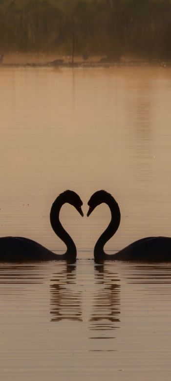 two swans, lake Wallpaper 720x1600