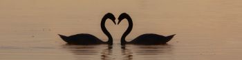 two swans, lake Wallpaper 1590x400