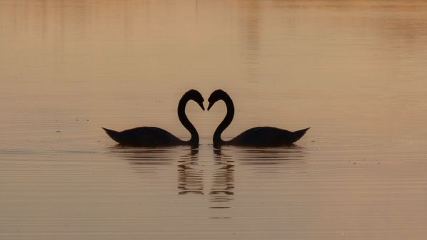 two swans, lake Wallpaper 2560x1440