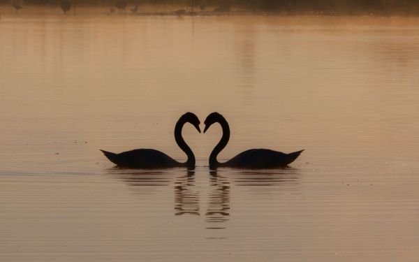 two swans, lake Wallpaper 1920x1200