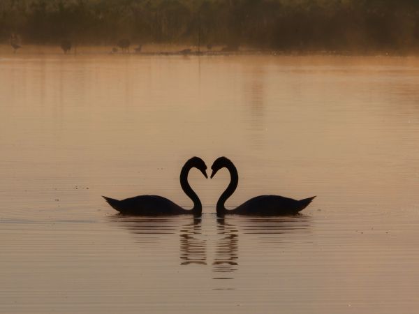 two swans, lake Wallpaper 1024x768