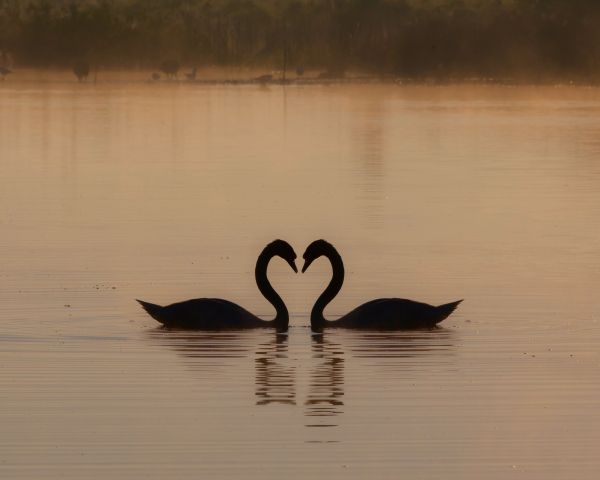 two swans, lake Wallpaper 1280x1024