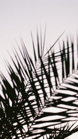 palm leaves Wallpaper 1440x2560