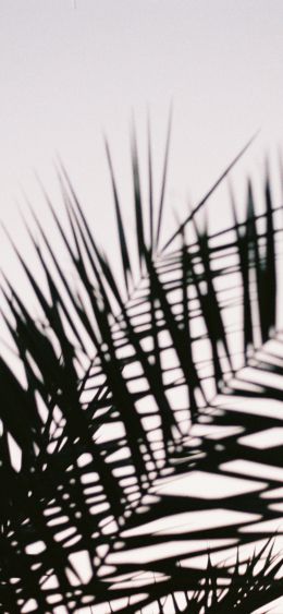 palm leaves Wallpaper 1080x2340