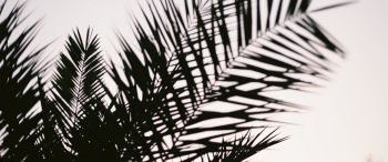 palm leaves Wallpaper 3440x1440