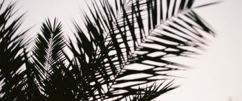 palm leaves Wallpaper 2560x1080