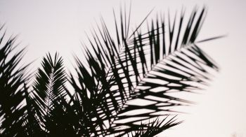 Обои 1600x900 листья пальмы