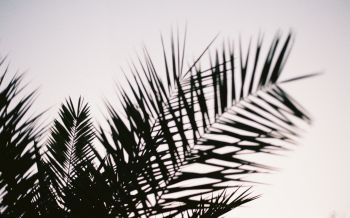 palm leaves Wallpaper 2560x1600