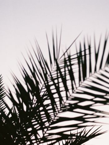 palm leaves Wallpaper 1668x2224