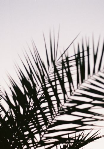 palm leaves Wallpaper 1668x2388