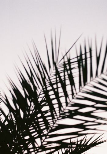 palm leaves Wallpaper 1640x2360