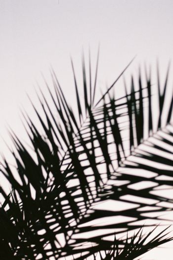 palm leaves Wallpaper 640x960