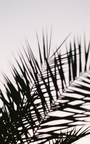 palm leaves Wallpaper 1600x2560