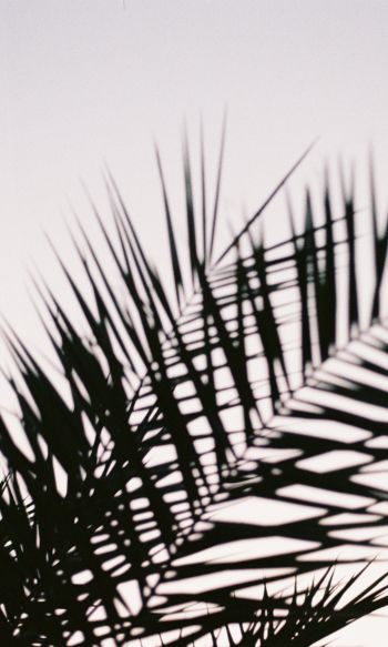 palm leaves Wallpaper 1200x2000