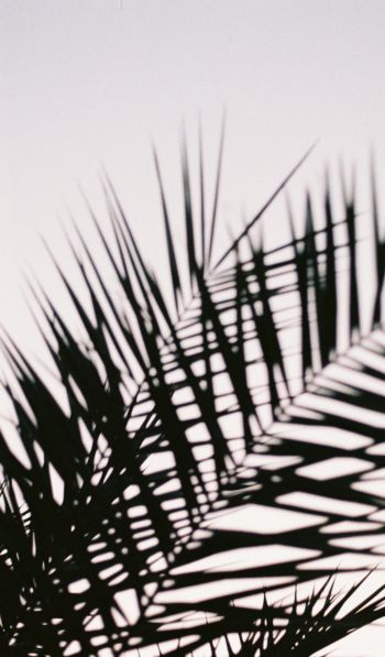palm leaves Wallpaper 600x1024