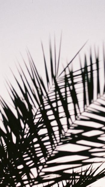 palm leaves Wallpaper 640x1136