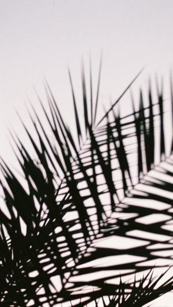 Обои 1080x1920 листья пальмы
