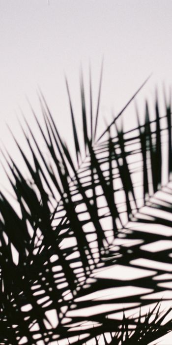 palm leaves Wallpaper 720x1440