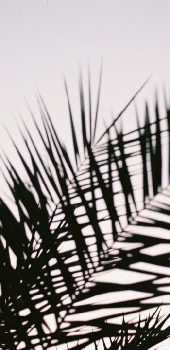 Обои 1080x2220 листья пальмы