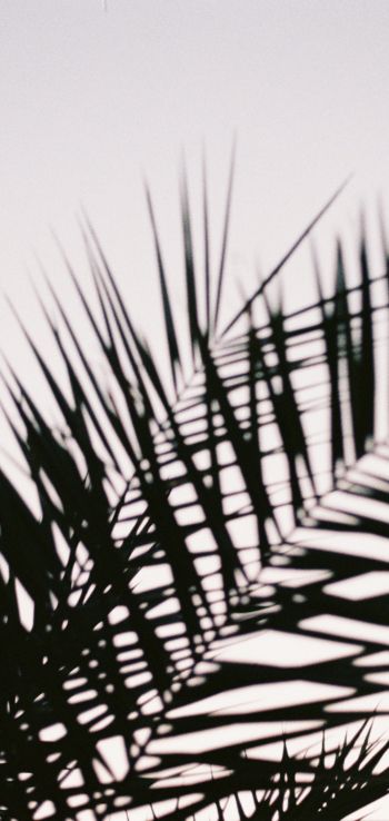 Обои 1080x2280 листья пальмы