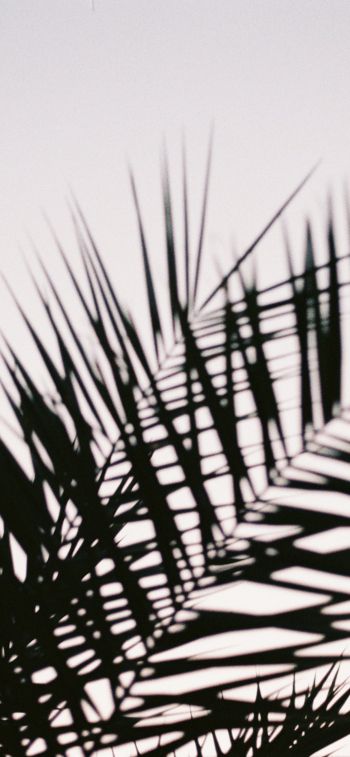 palm leaves Wallpaper 1284x2778