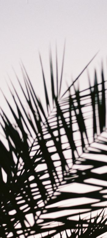 palm leaves Wallpaper 1080x2400