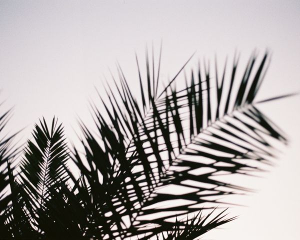 palm leaves Wallpaper 1280x1024