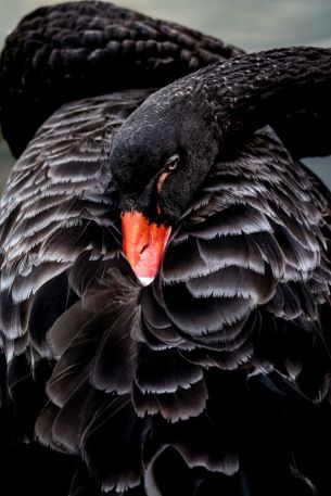 black swan, beak Wallpaper 640x960
