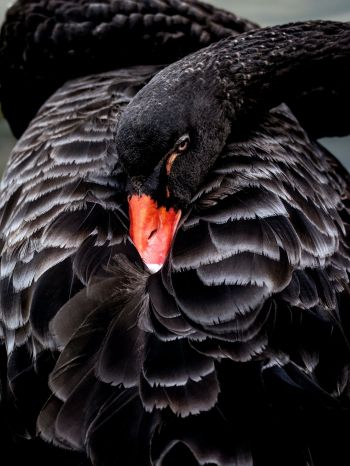 black swan, beak Wallpaper 1668x2224