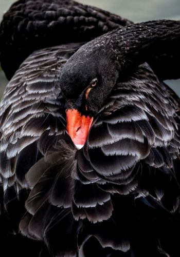 black swan, beak Wallpaper 1668x2388