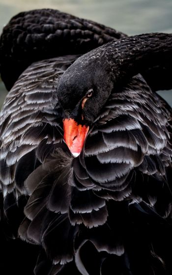 black swan, beak Wallpaper 800x1280