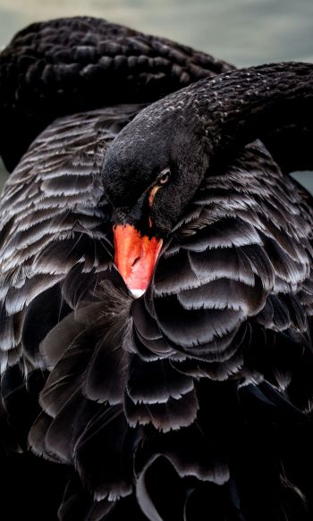black swan, beak Wallpaper 1200x2000
