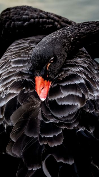 black swan, beak Wallpaper 640x1136