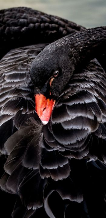 black swan, beak Wallpaper 1440x2960