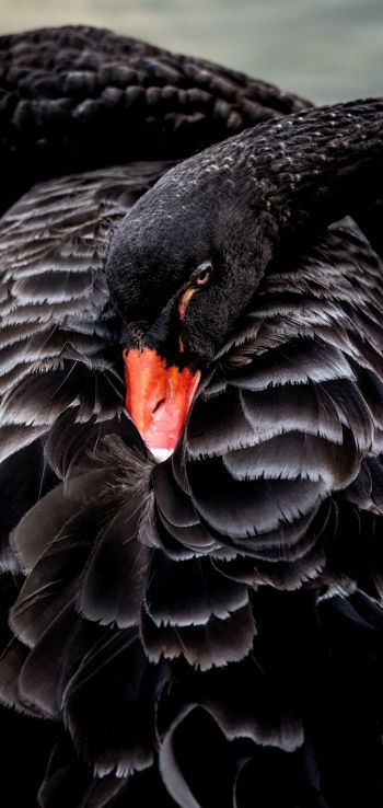 black swan, beak Wallpaper 1440x3040