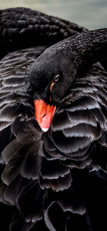 black swan, beak Wallpaper 1284x2778