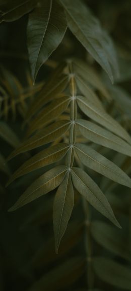 green leaves Wallpaper 1440x3200