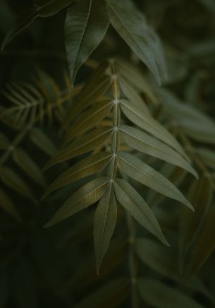 green leaves Wallpaper 1668x2388