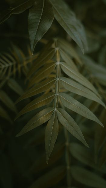 green leaves Wallpaper 1080x1920