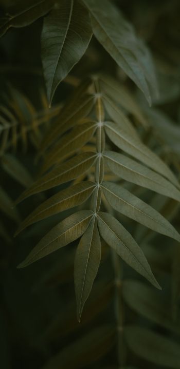 green leaves Wallpaper 1080x2220