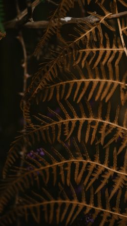 dry fern, botany Wallpaper 640x1136