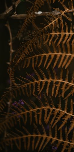 dry fern, botany Wallpaper 1080x2220