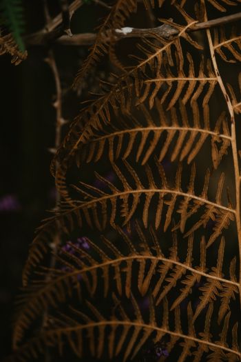 dry fern, botany Wallpaper 640x960