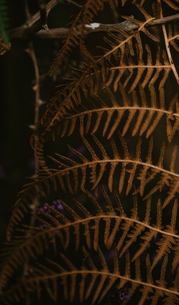 dry fern, botany Wallpaper 600x1024