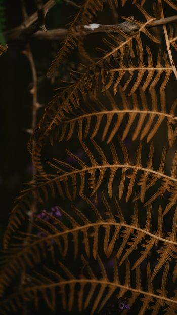 dry fern, botany Wallpaper 720x1280