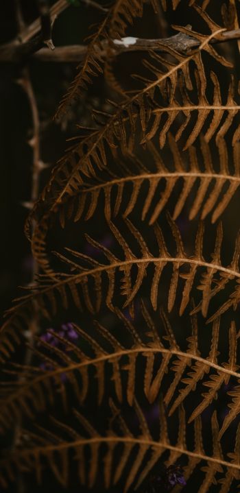 dry fern, botany Wallpaper 1440x2960